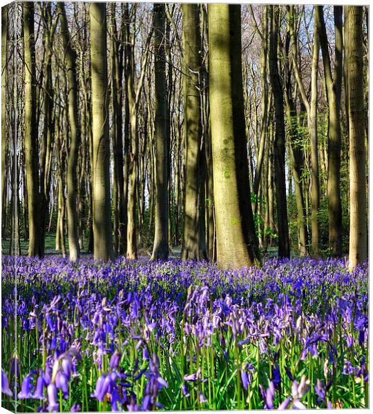 Common bluebell wood scene 2 Canvas Print by Paula Palmer canvas