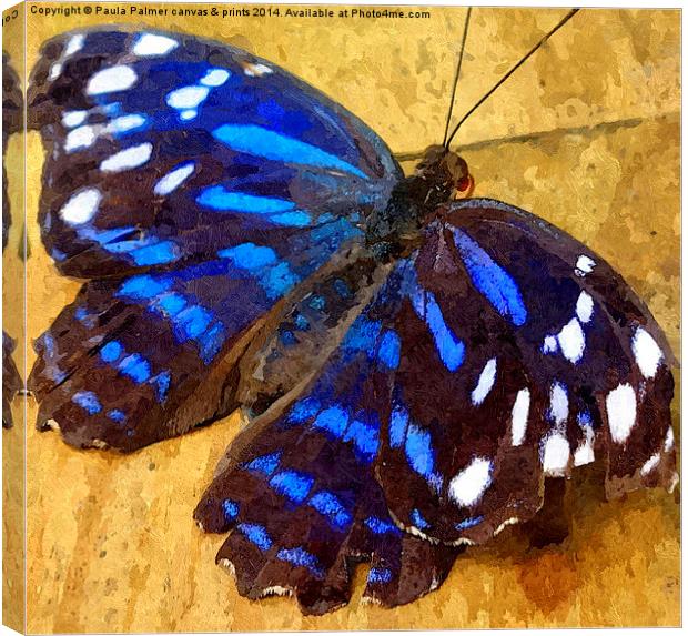  Blue wing butterfly Canvas Print by Paula Palmer canvas