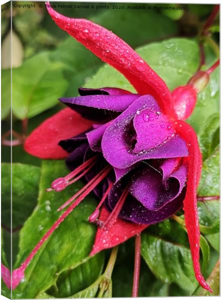 Fuschia Magic Canvas Print by Paula Palmer canvas