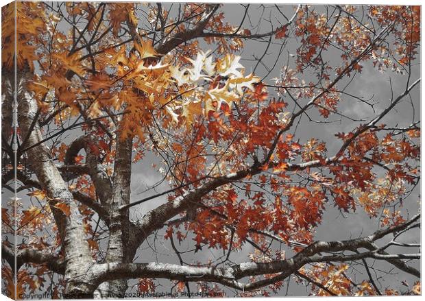 Acer tree colour in autumn Canvas Print by Paula Palmer canvas