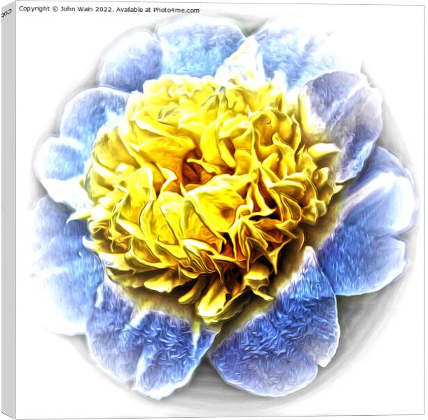 Yellow Camellia (Digital Art) Canvas Print by John Wain