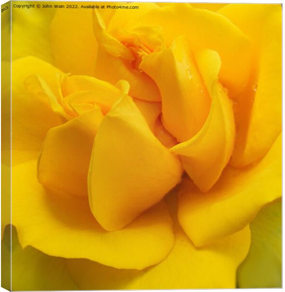 Yellow Rose with a little rain (Digital Art) Canvas Print by John Wain