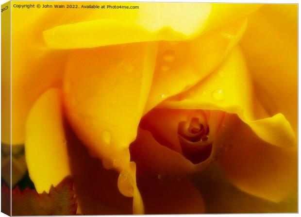 Yellow Rose with a little rain Canvas Print by John Wain