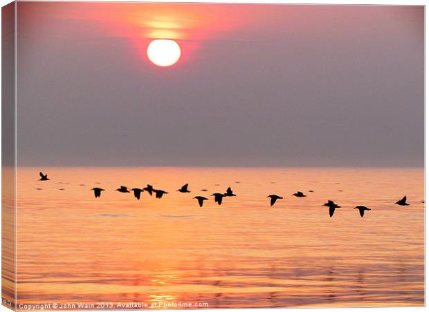 Birds at Sunset Canvas Print by John Wain