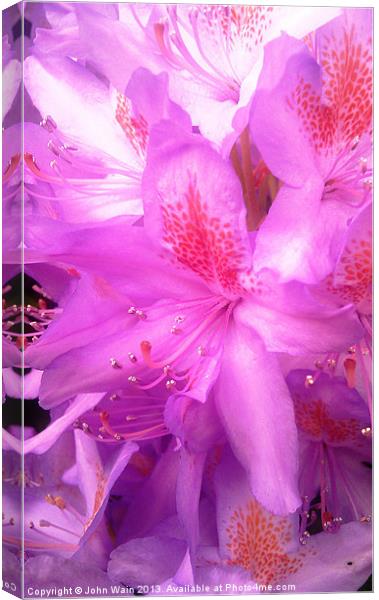 Pretty in Pink Canvas Print by John Wain