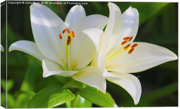  White Lilies Canvas Print by John Wain