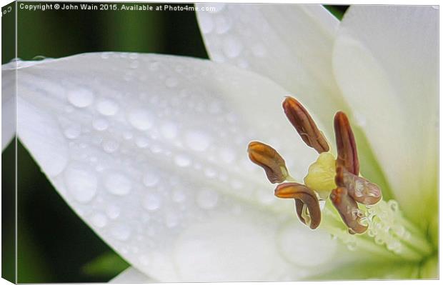 White Lily Canvas Print by John Wain