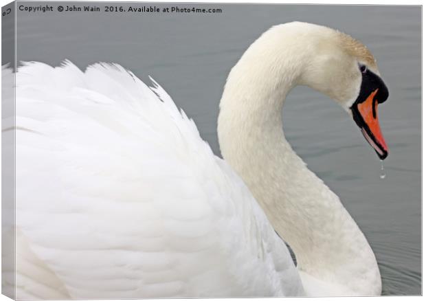 Single Swan Canvas Print by John Wain