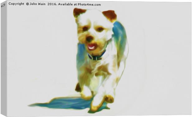  Yorkshire terrier (Digital Art) Canvas Print by John Wain