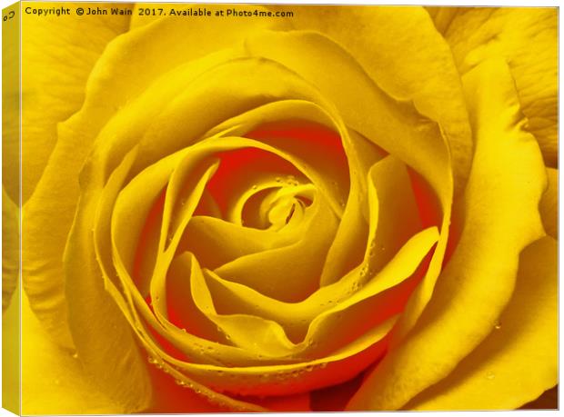 Yellow Rose Canvas Print by John Wain