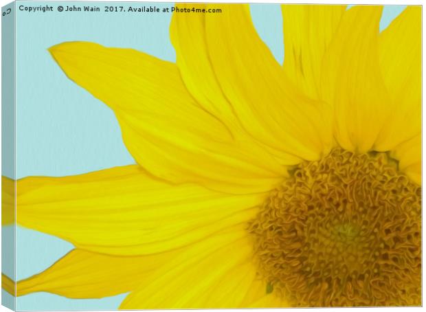 Sunflower Canvas Print by John Wain