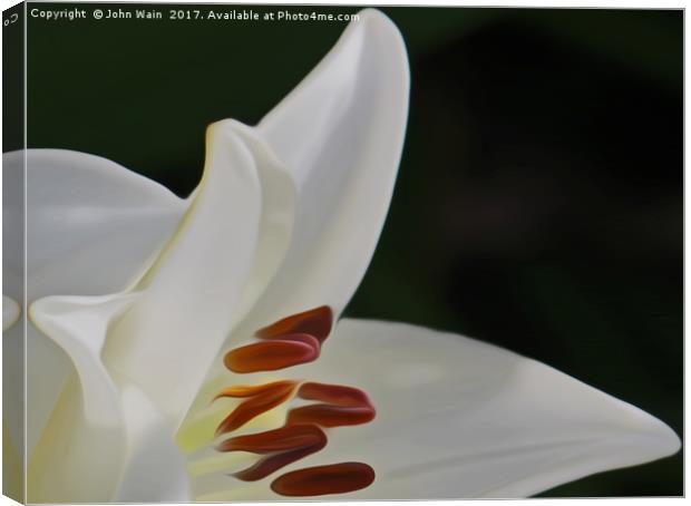 White Lily (Digital Art) Canvas Print by John Wain