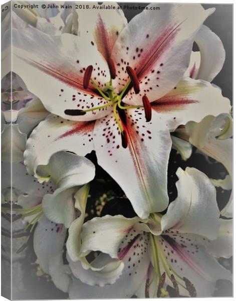 White Lily (Digital Art) Canvas Print by John Wain
