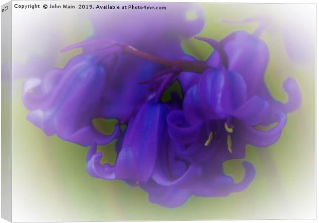 Bluebells (Digital Art) Canvas Print by John Wain