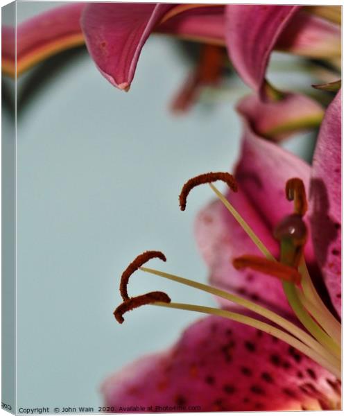 Oriental Lily (Digital Art) Canvas Print by John Wain