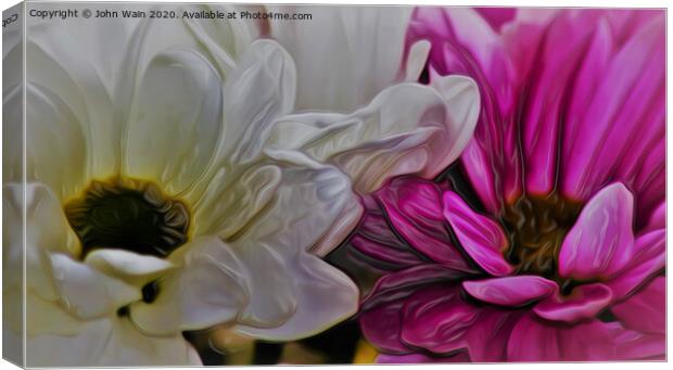 African Daisy (Digital Art)  Canvas Print by John Wain