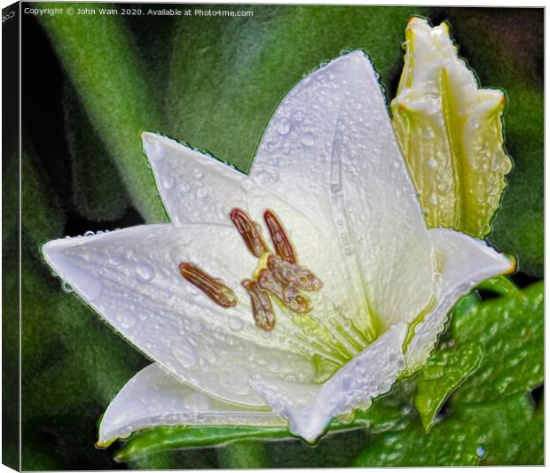 White Lily (Digital Art)  Canvas Print by John Wain