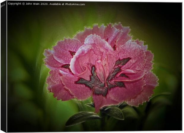 Pink Carnation Digital Art Canvas Print by John Wain