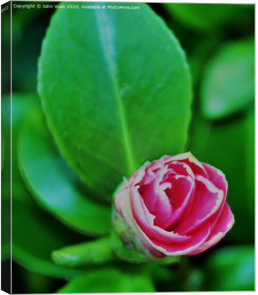 Pink Camellia (Digital Art) Canvas Print by John Wain