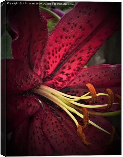 Oriental Lily (Digital Art)  Canvas Print by John Wain