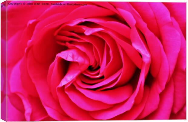 Pink Rose (Digital Art) Canvas Print by John Wain