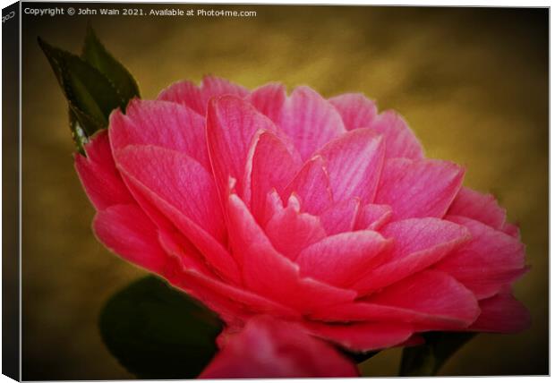 Red Camellia Canvas Print by John Wain