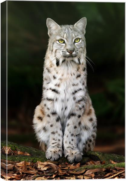 Divinity Canvas Print by Big Cat Rescue