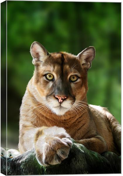 Mac Canvas Print by Big Cat Rescue