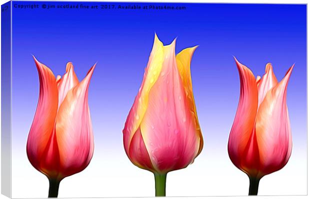 Trio of Tulips Canvas Print by jim scotland fine art