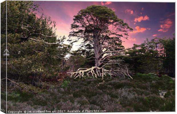 The Tree Canvas Print by jim scotland fine art