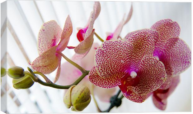 Orchids Canvas Print by gemma williams