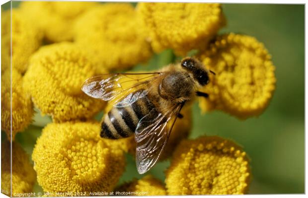 European Honeybee on Yellow Tansy Flowers Canvas Print by John Mitchell