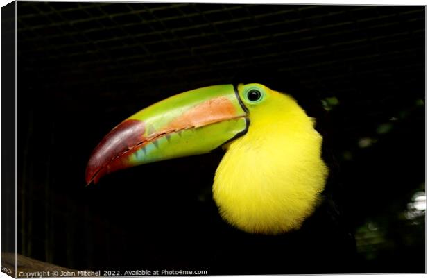 Closeup of a Keel-Billed Toucan Canvas Print by John Mitchell