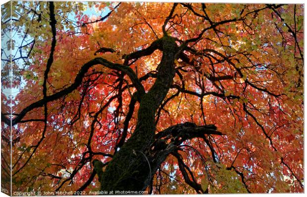 Big Leaf Linden Tree in the Fall Canvas Print by John Mitchell