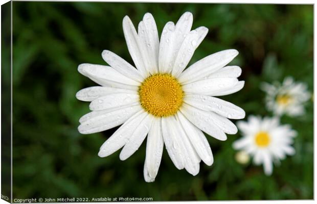 White and Yellow Oxeye Daisy with Dew Drops Canvas Print by John Mitchell
