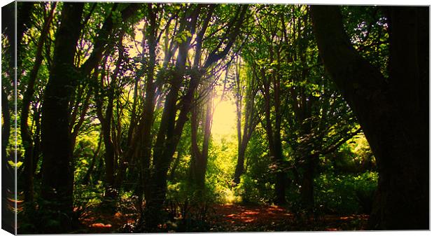 Berry Head Woods Canvas Print by Diane R