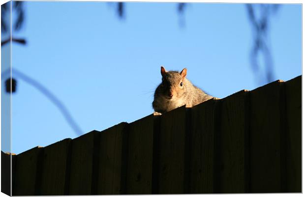 Squirrel on fence Canvas Print by Ruth Hallam