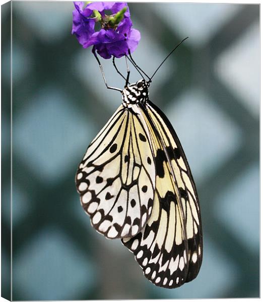 Black and white butterfly Canvas Print by Ruth Hallam