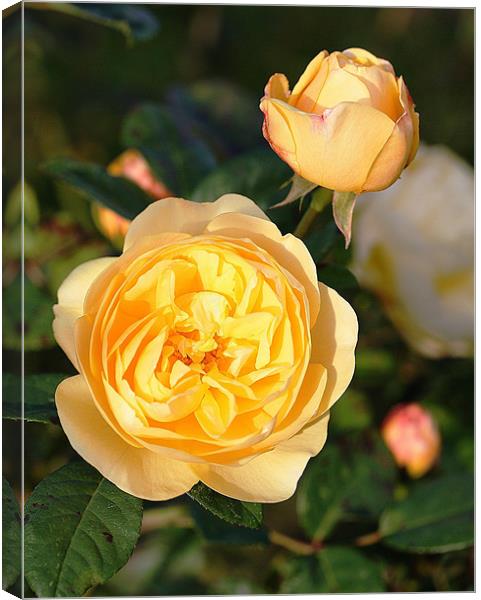 Yellow Rose Canvas Print by Ruth Hallam
