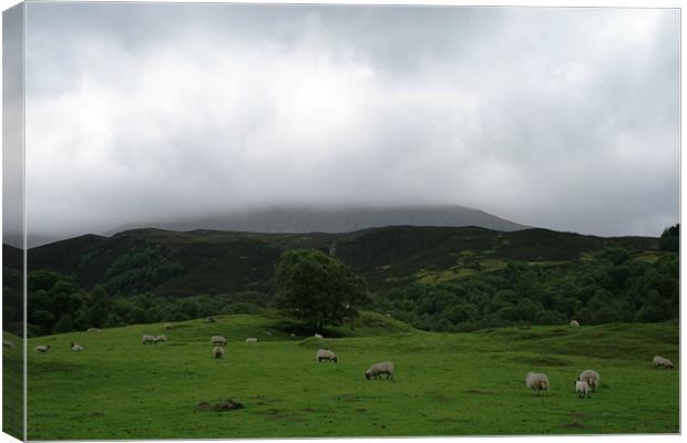 Sheep on Scottish hillside Canvas Print by Ruth Hallam