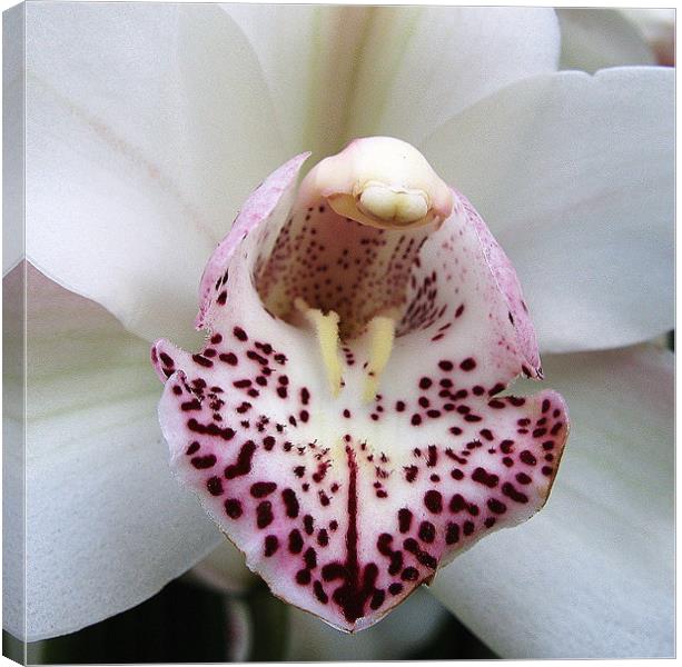 Closeup of white orchid Canvas Print by Ruth Hallam