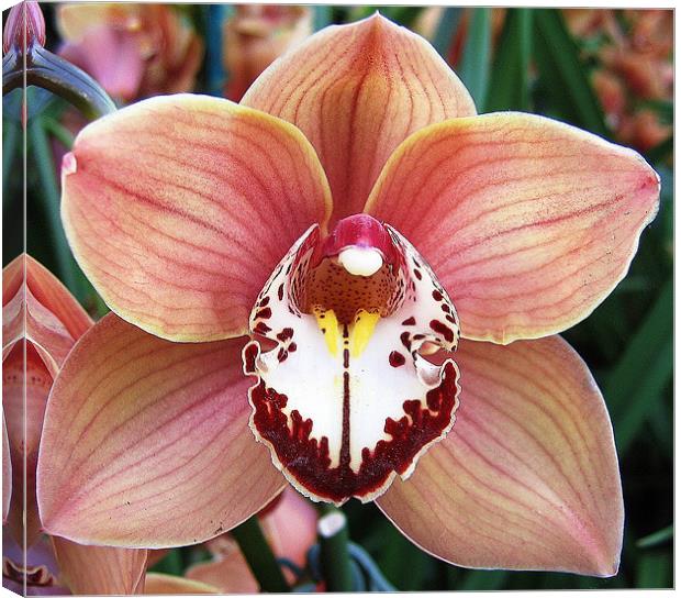 Cymbidium orchid Canvas Print by Ruth Hallam