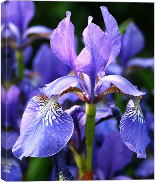 Purple iris Canvas Print by Ruth Hallam