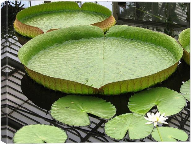 Giant lily pad Canvas Print by Ruth Hallam