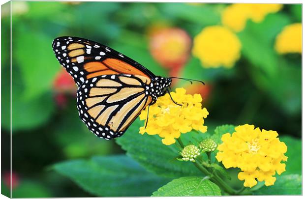 Monarch Butterfly Canvas Print by Ruth Hallam