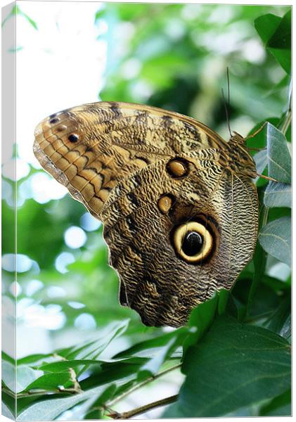 Owl Butterfly Canvas Print by Ruth Hallam