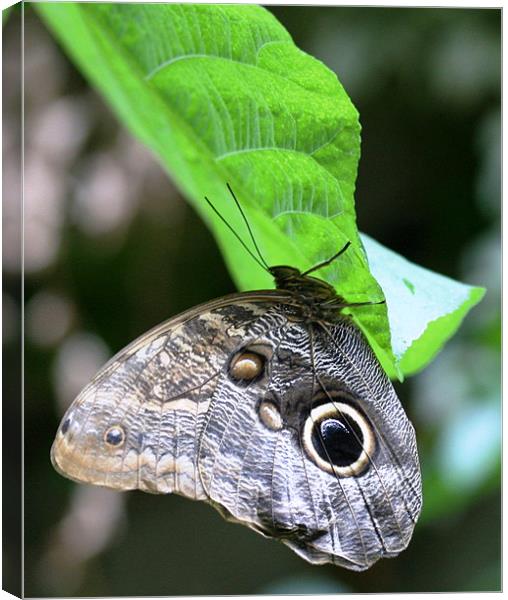 Owl butterfly Canvas Print by Ruth Hallam