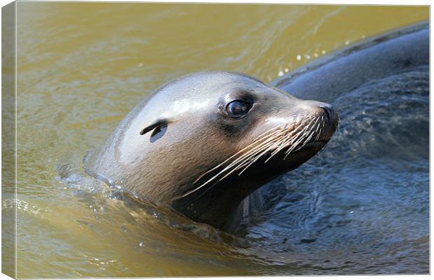 Sealion Canvas Print by Ruth Hallam