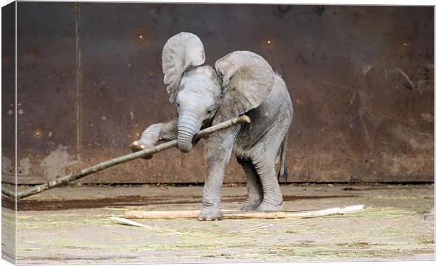 Baby Elephant Canvas Print by Ruth Hallam