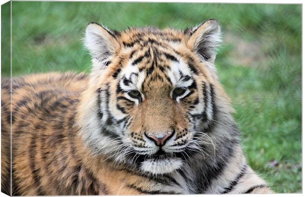 Tiger Canvas Print by Ruth Hallam